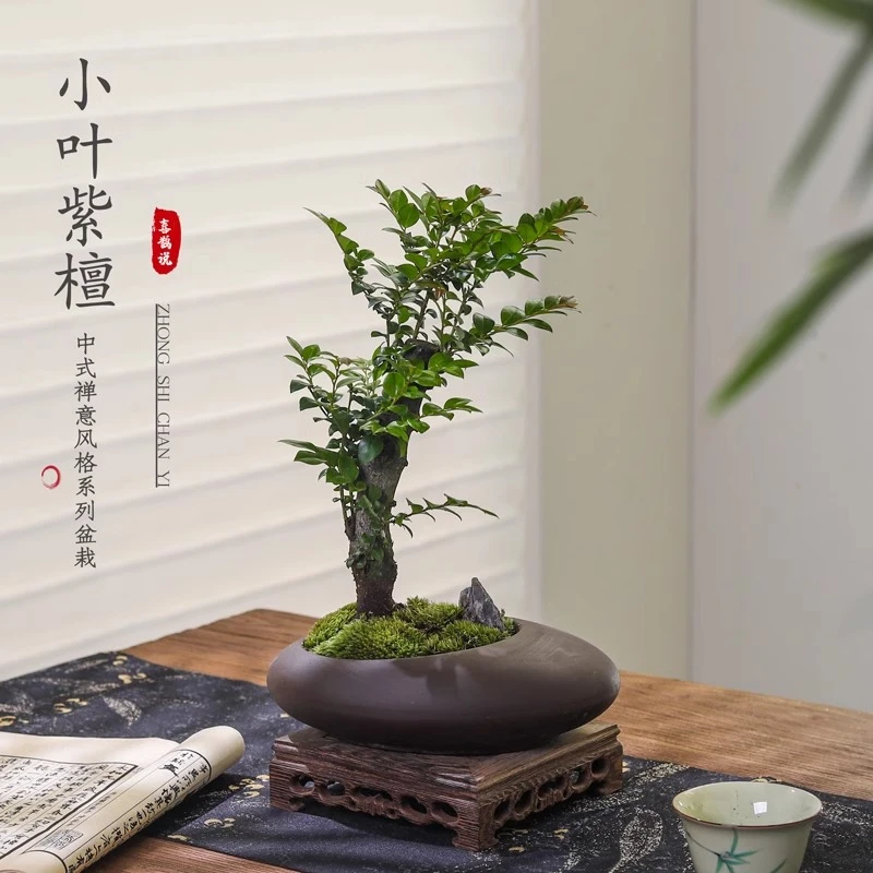 小叶紫檀盆景绿植盆栽室内办公室桌面花卉树苗植物老桩四季好养活