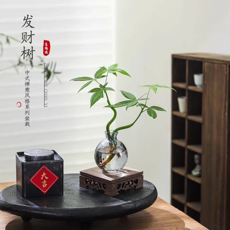 发财树招财盆栽水培绿植客厅桌面水养植物室内四季好养花卉办公室