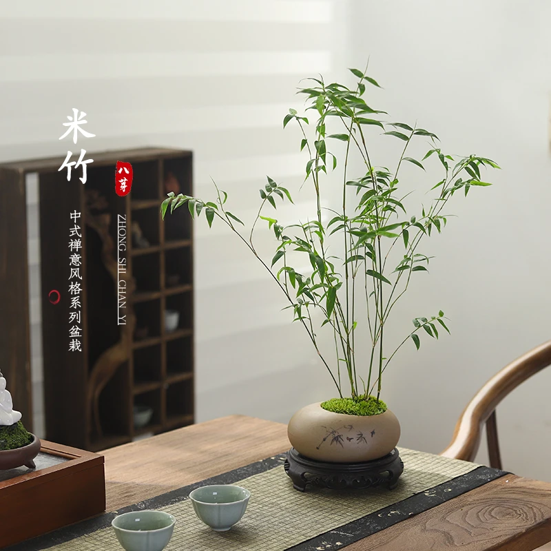 小叶米竹盆栽植物客厅室内好养花卉绿植四季常青茶几桌面摆件盆景