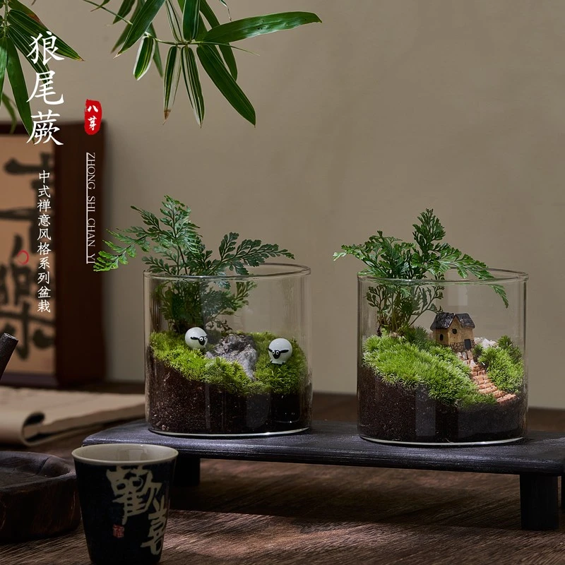 趣味鲜活苔藓微型景观创意室内桌面生态绿植盆栽盆景造景好养植物