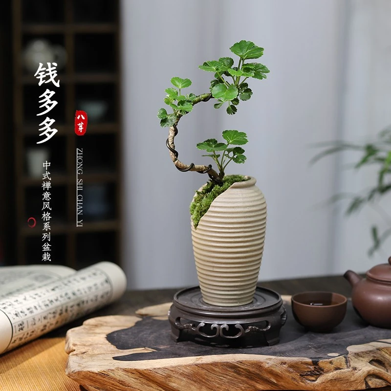 福禄桐钱多多造型盆景办公美化桌面好养小雅致花卉四季常青吸甲醛