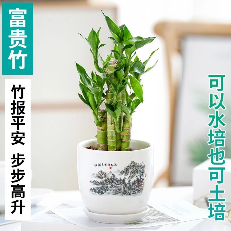 步步高富贵竹花水养客厅盆栽绿植物办公室内桌面土养荷花竹防辐射