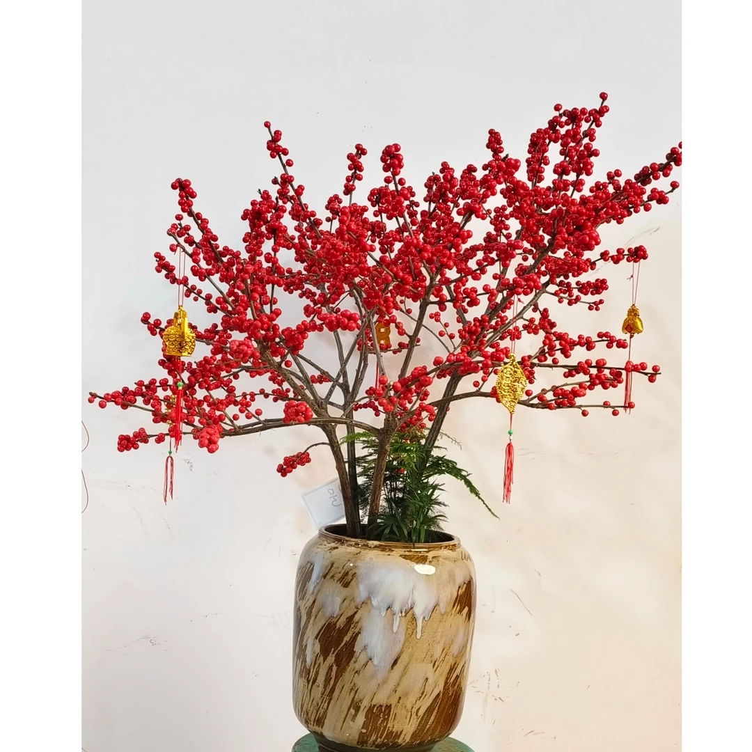 北美冬青年宵花1米--2米左右落地款发财果 耐寒耐热 室内庭院