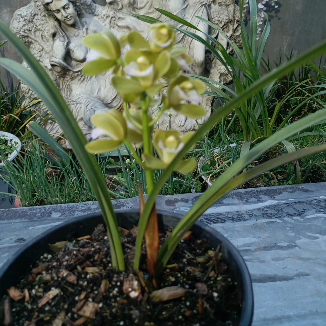 顺丰包邮，它们如一颗颗宝石，点亮了大连的春天