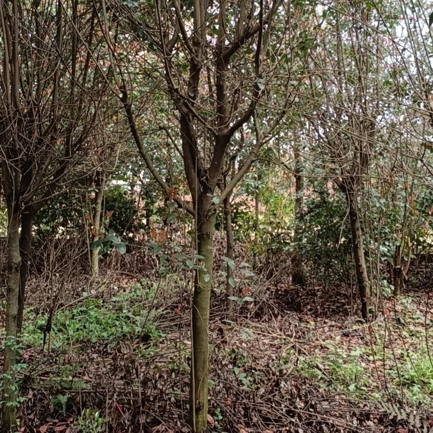 红叶石楠树，景观设计别墅点缀