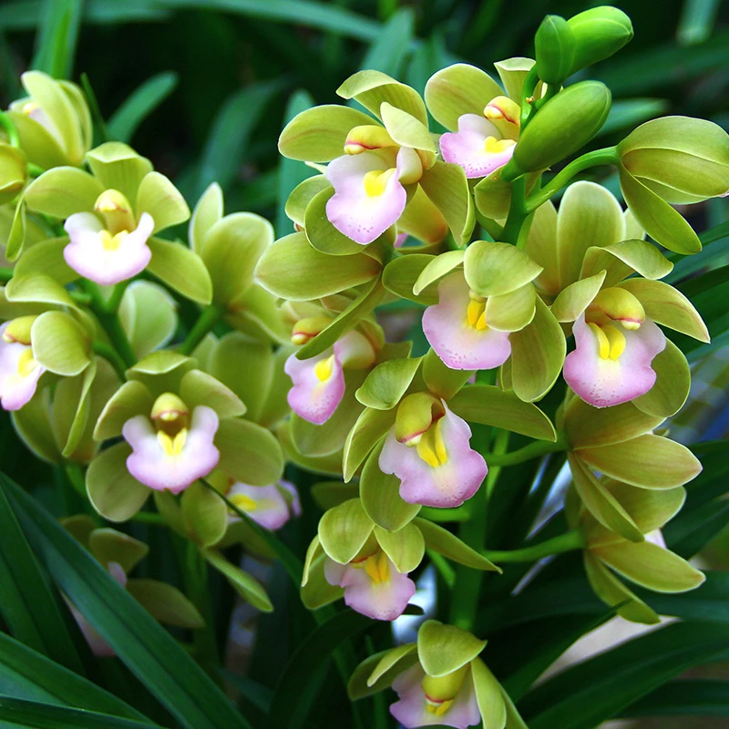 带花苞 【香兰】 大花蕙兰一杆多花 好易养绿植花卉盆栽
