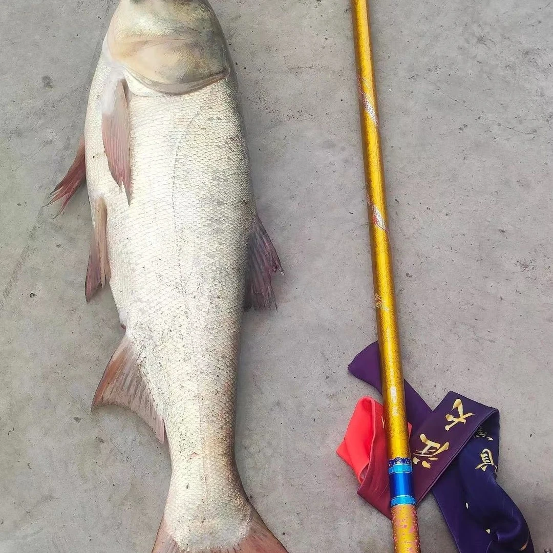 渔美人天下无双大物钢筋竿6h19调性