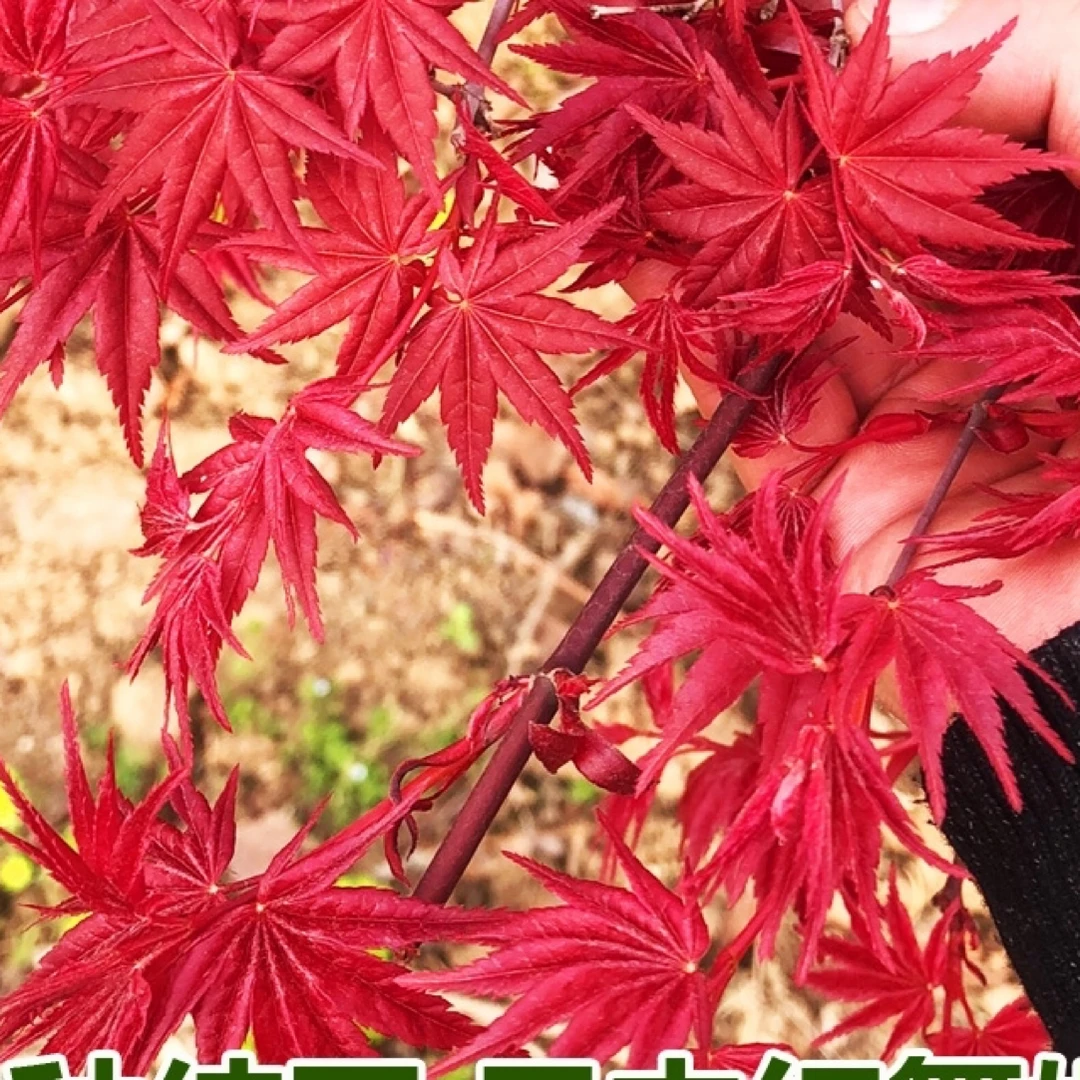 红舞姬  红枫 适合阳台  庭院 别墅种植