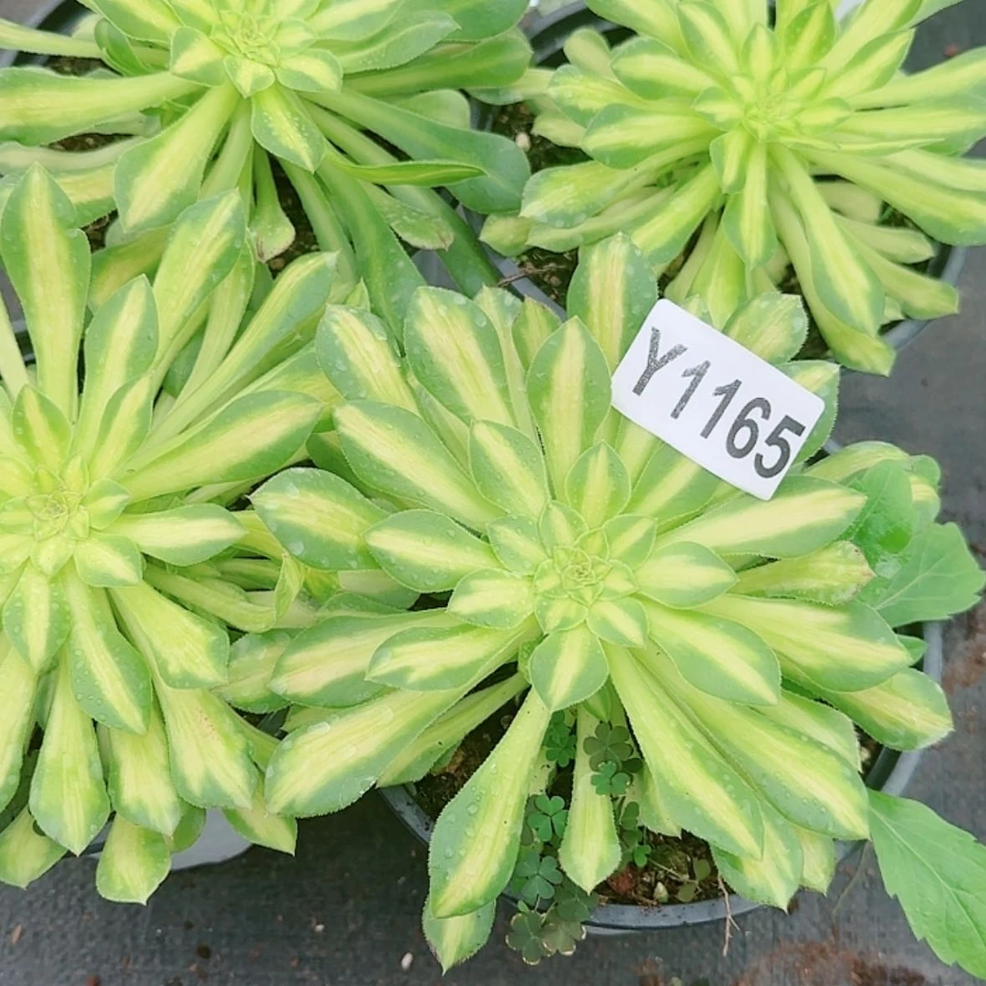 【闪购商品】Y1165颜如玉