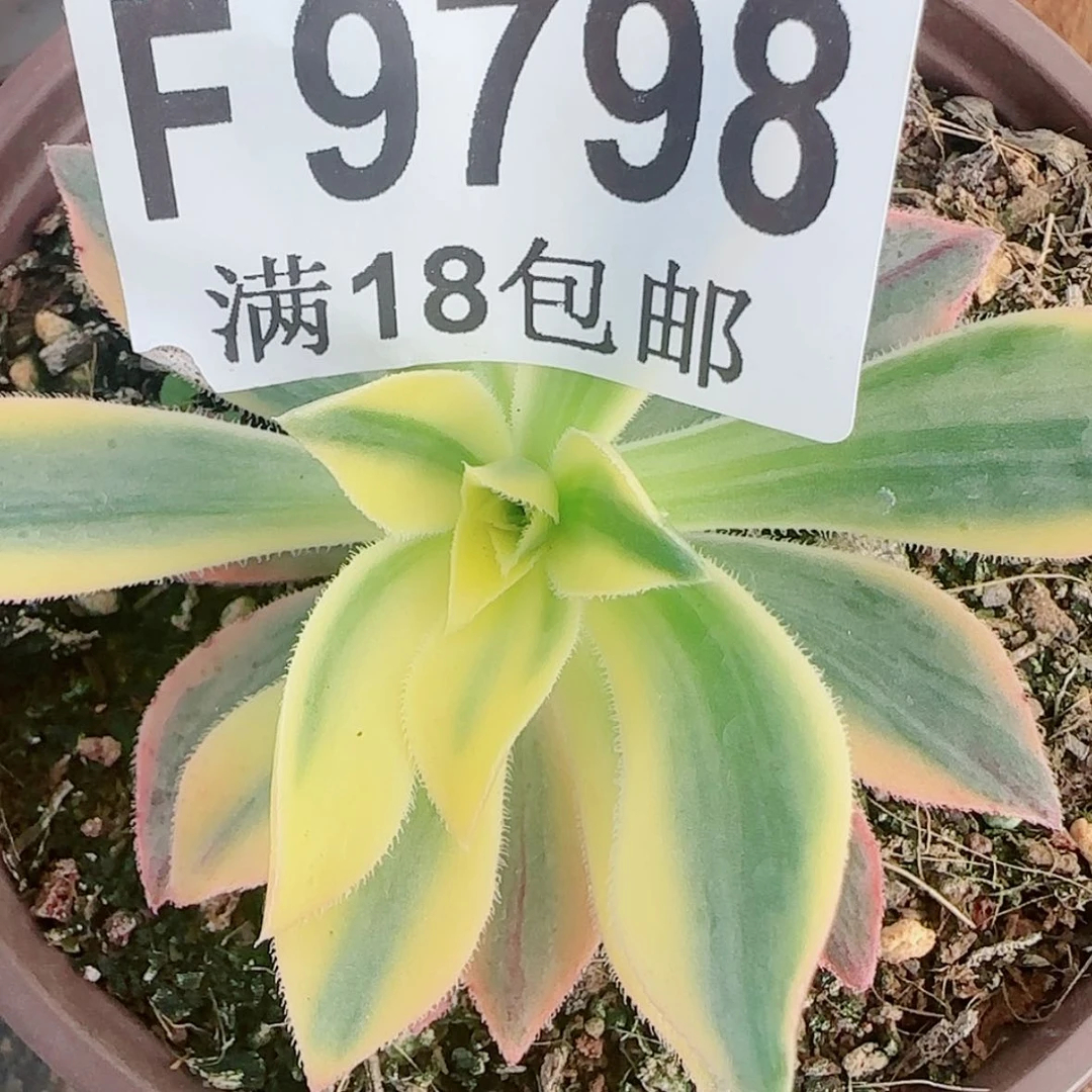 【闪购商品】F9798