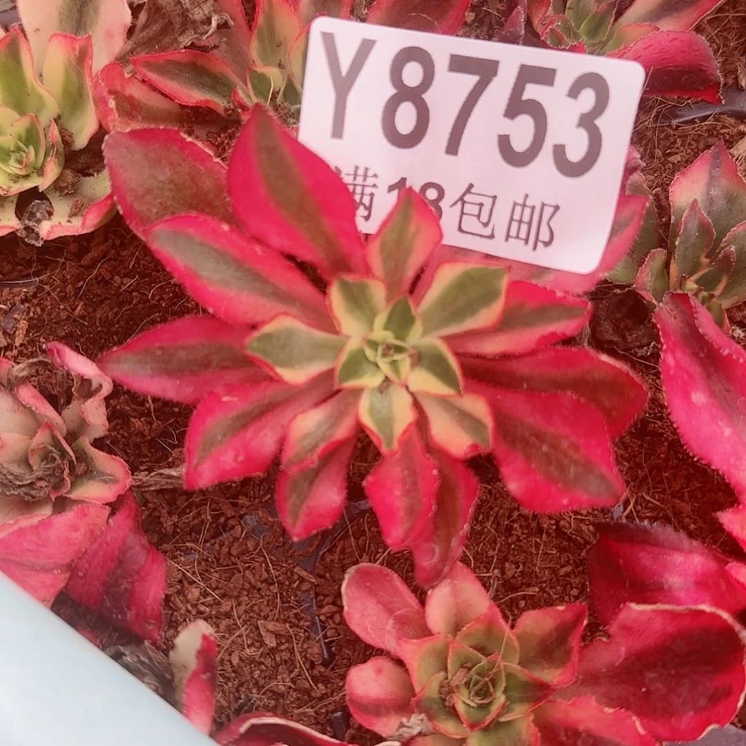 【闪购商品】Y8753