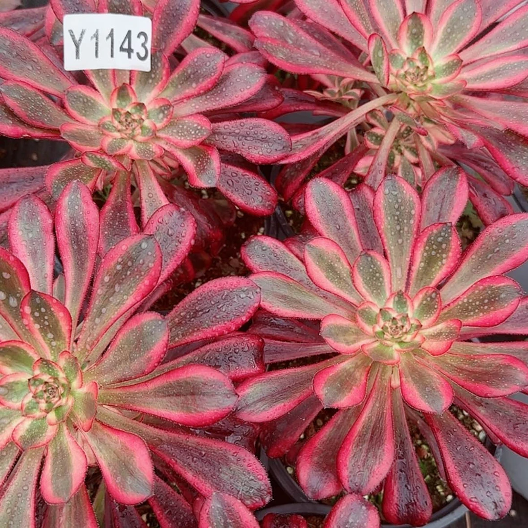 【闪购商品】Y1143香奈儿