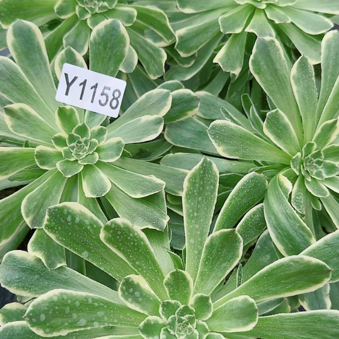 【闪购商品】Y1158萤火虫