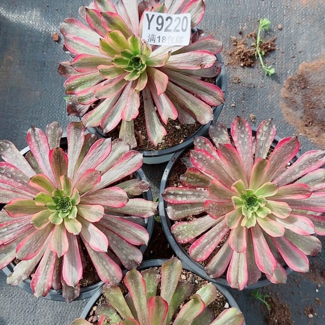【闪购商品】Y9220凌波仙子