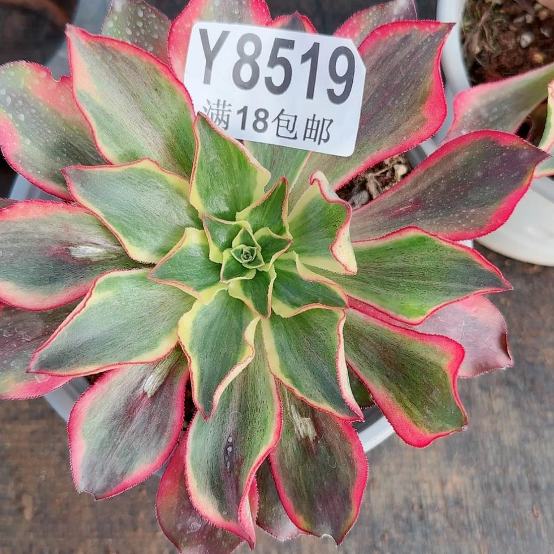 【闪购商品】Y8519