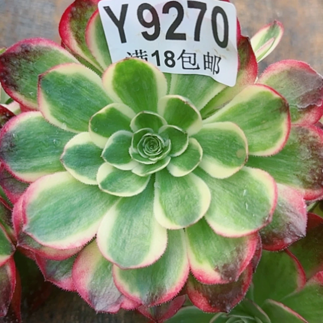 【闪购商品】Y9270