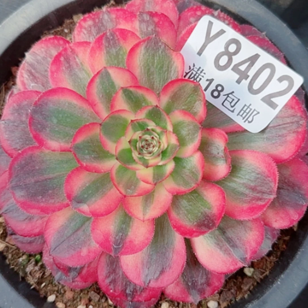 【闪购商品】Y8402