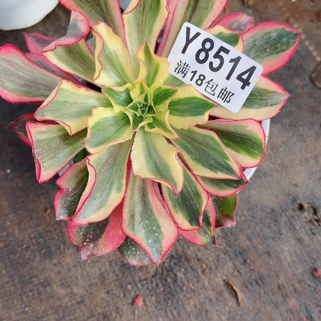 【闪购商品】Y8514
