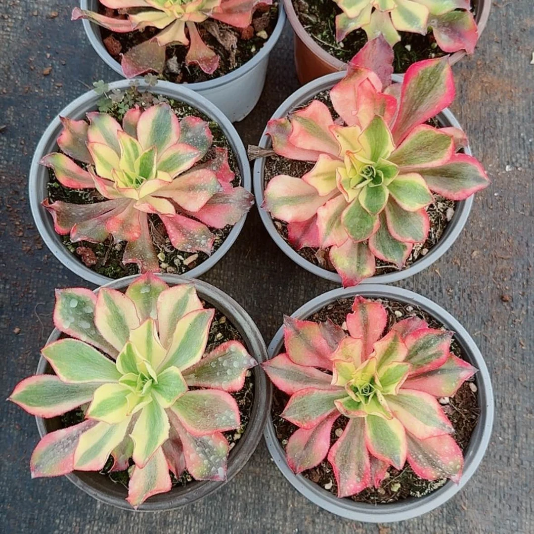 【闪购商品】Y1149魅影