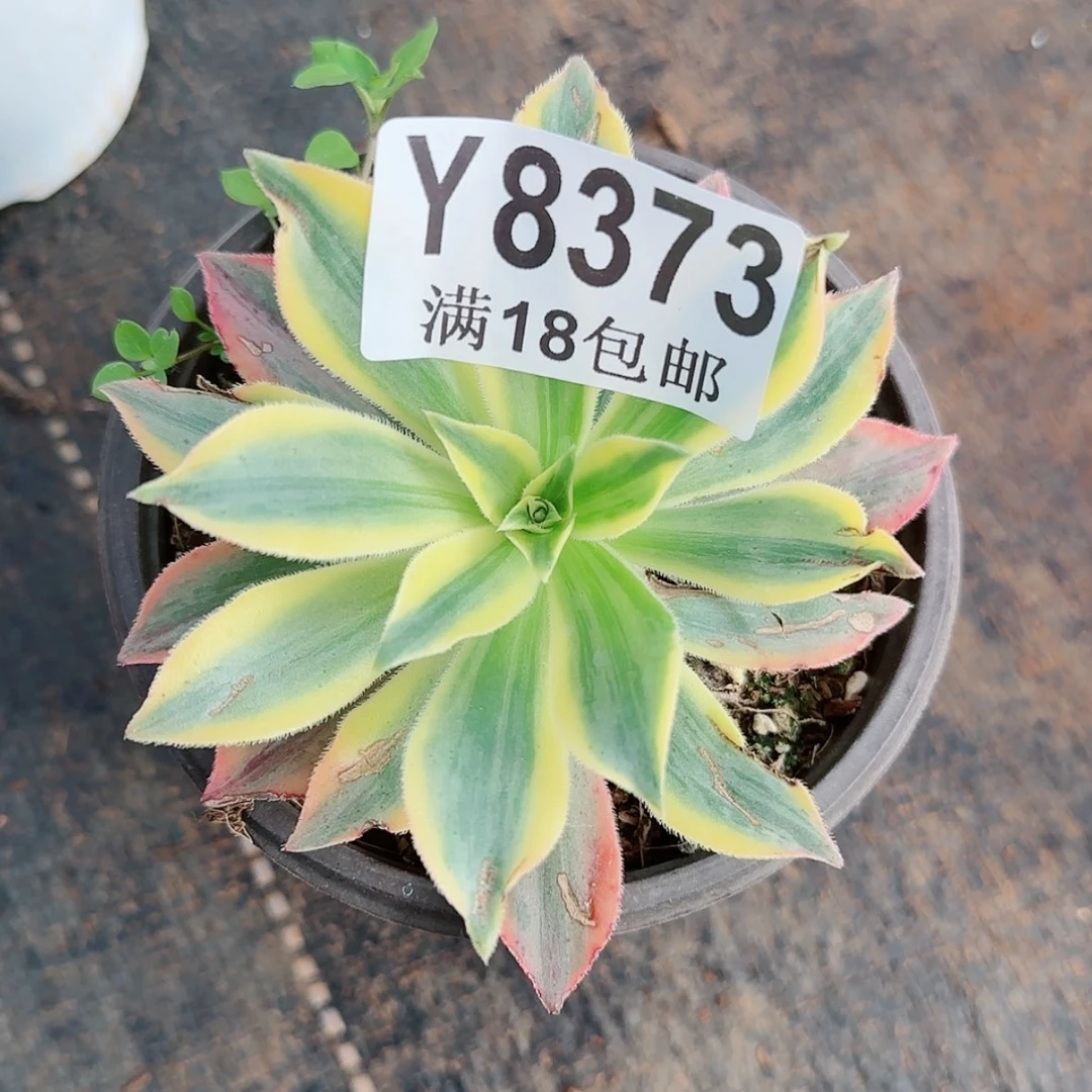 【闪购商品】Y8373