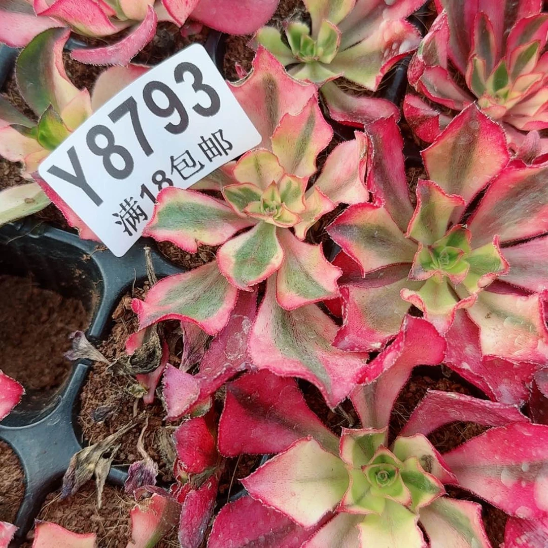 【闪购商品】Y8793