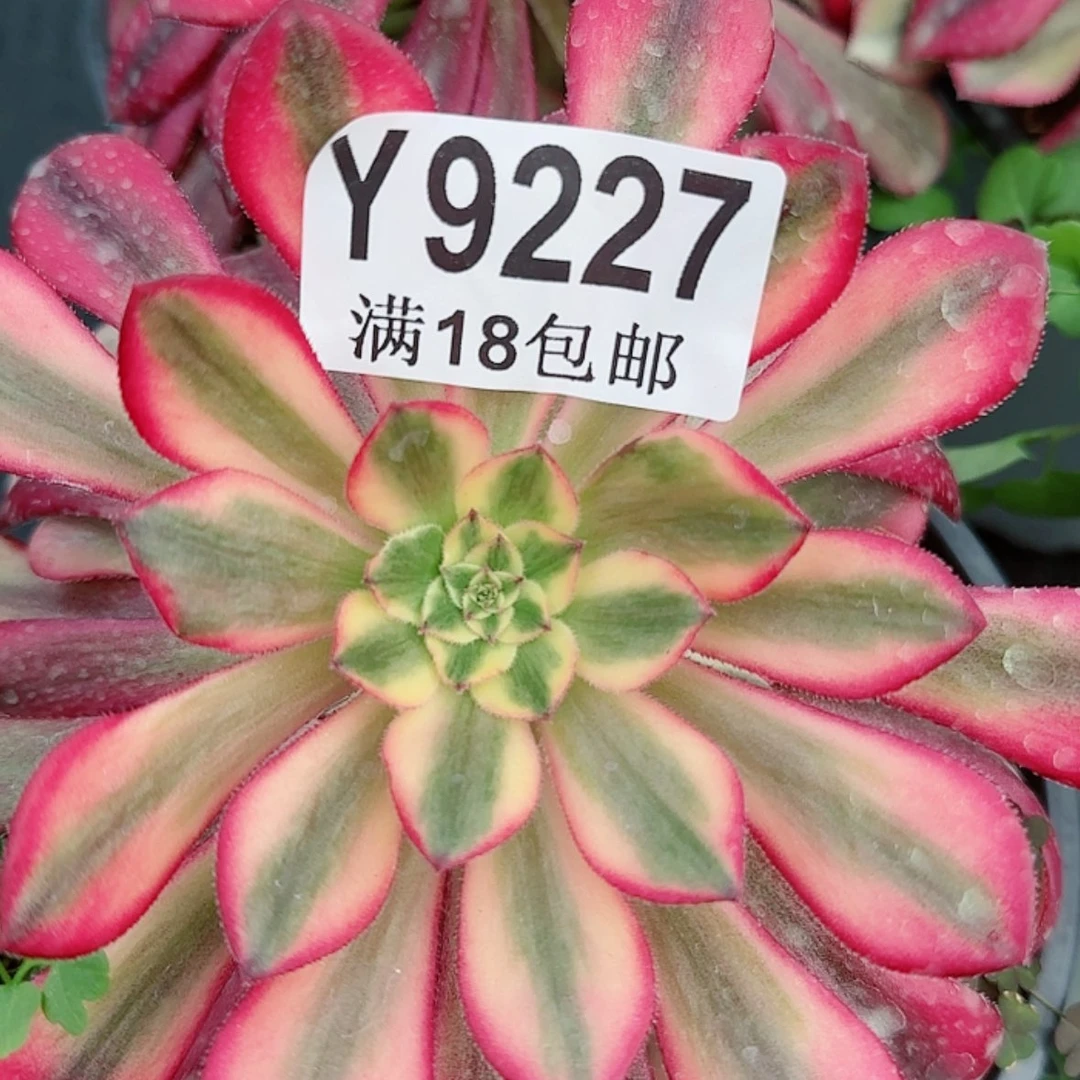 【闪购商品】Y9227后羿