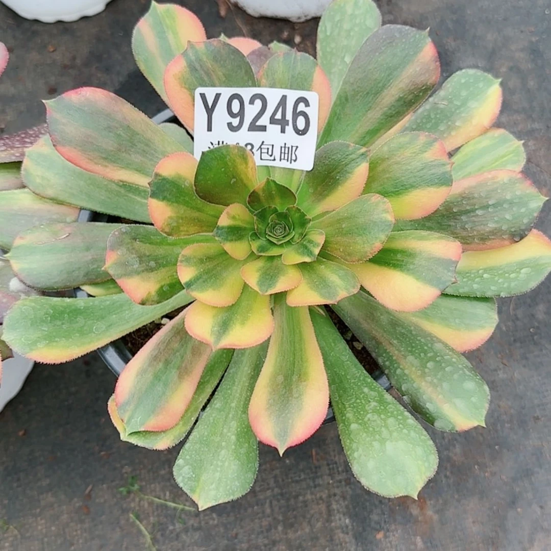 【闪购商品】Y9246