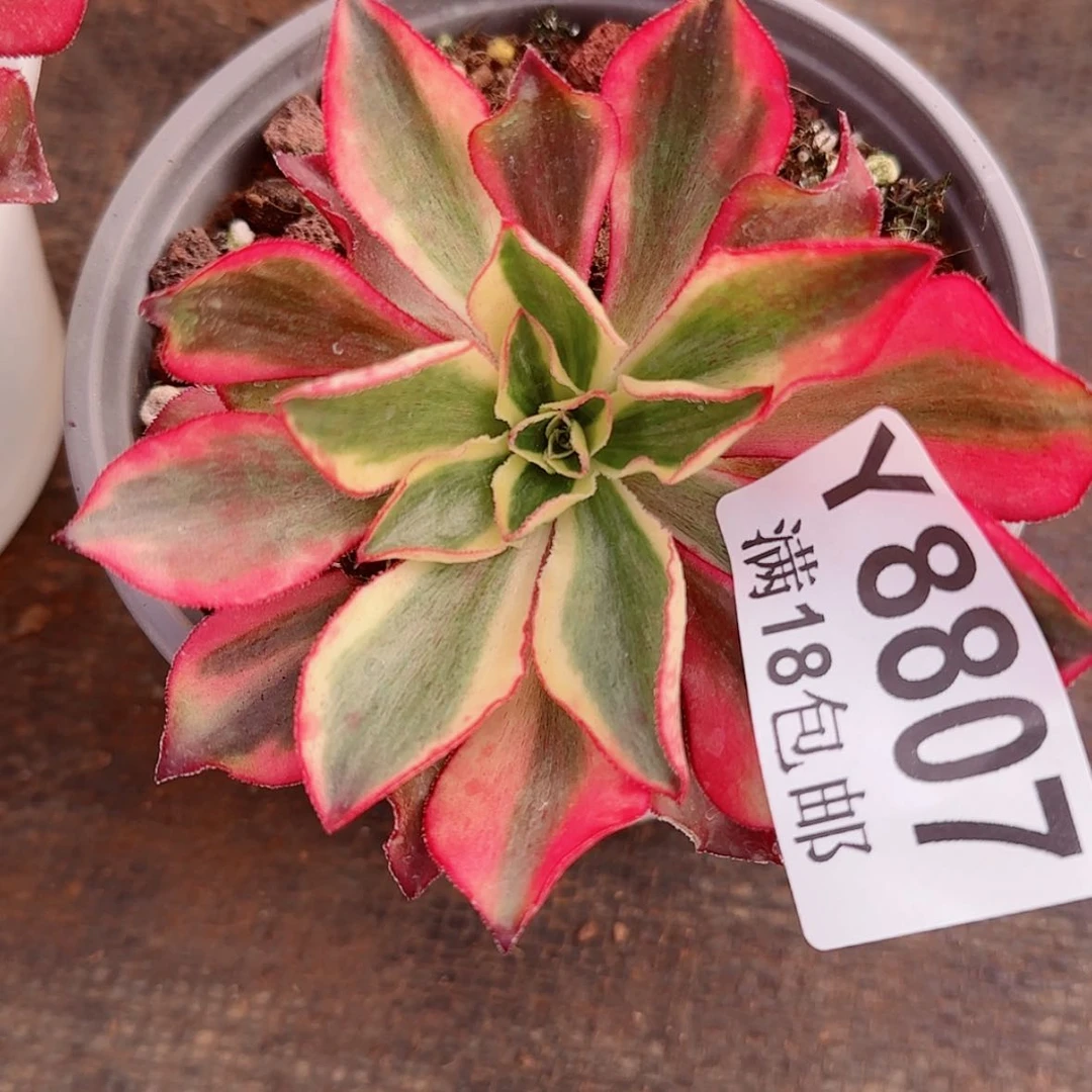 【闪购商品】Y8807