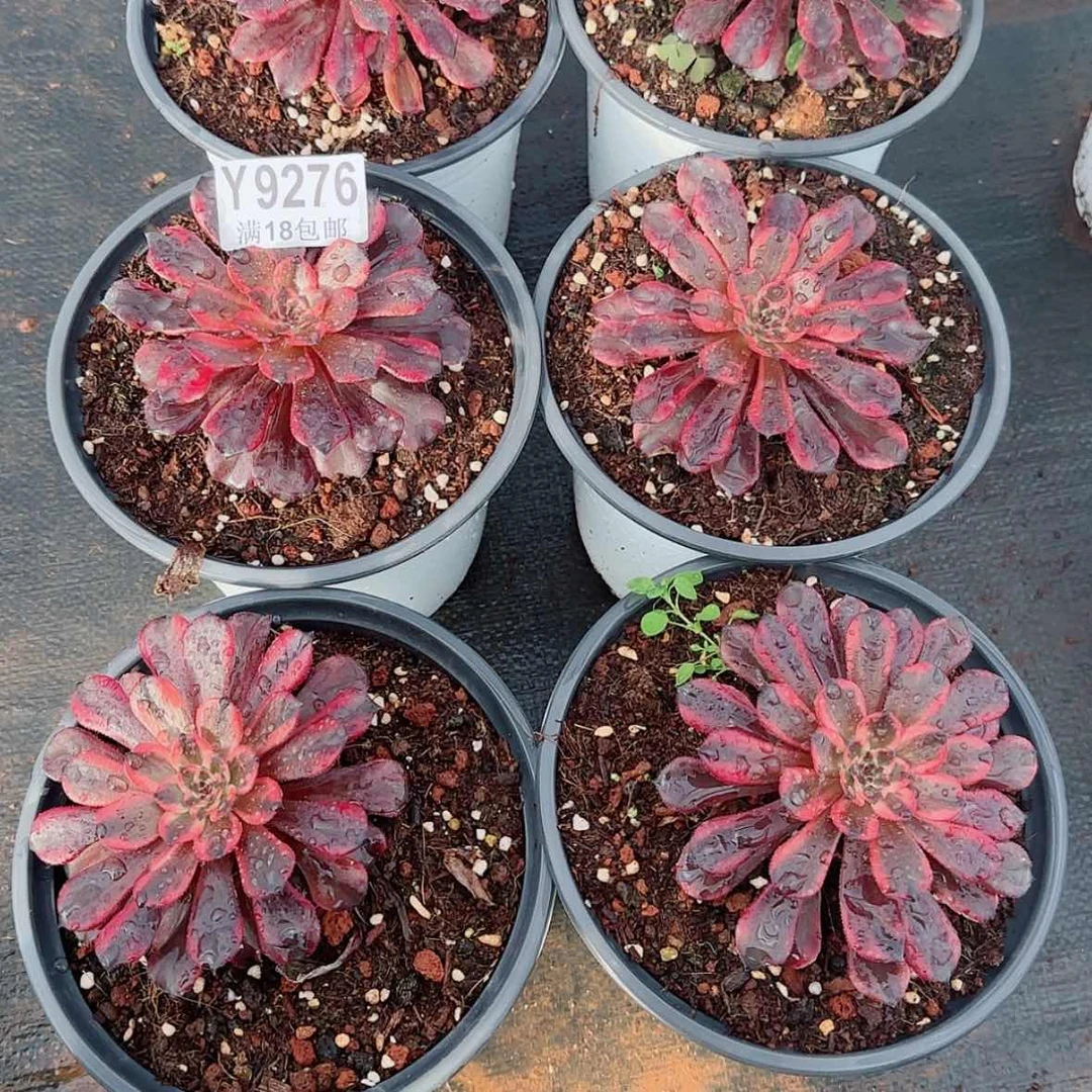 【闪购商品】Y9276火烧云