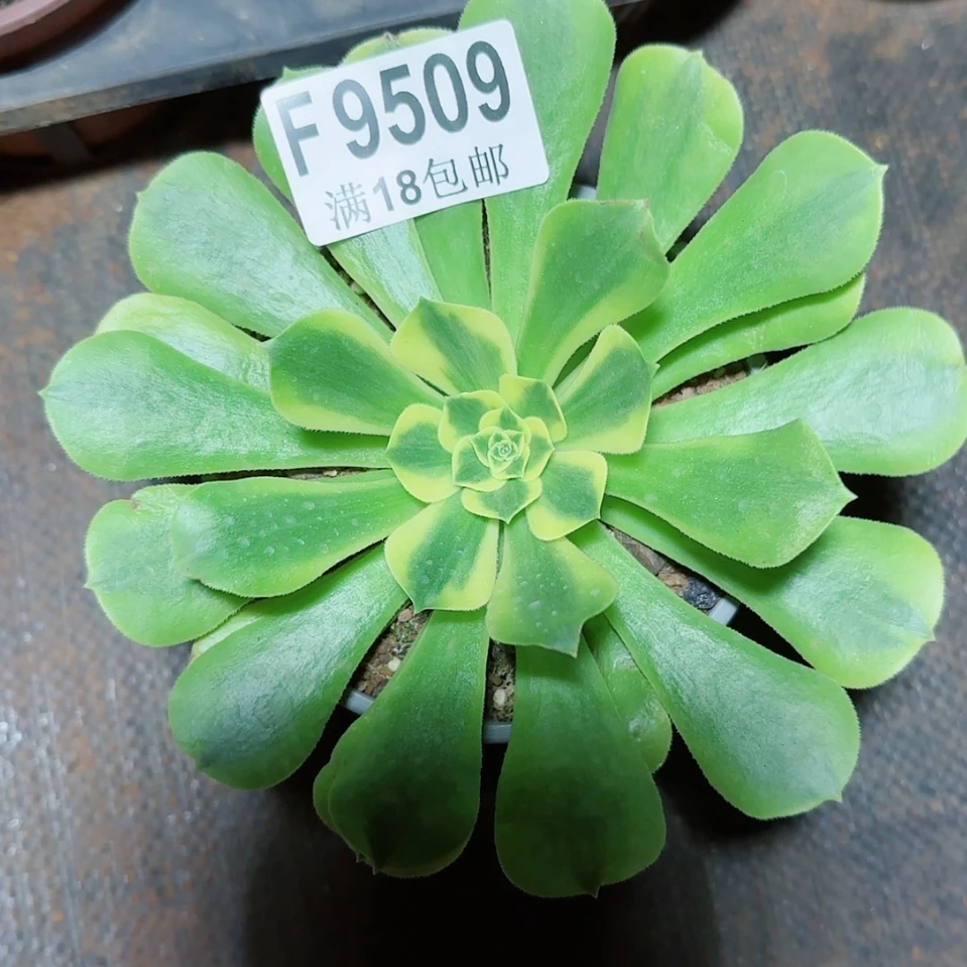 【闪购商品】F9509