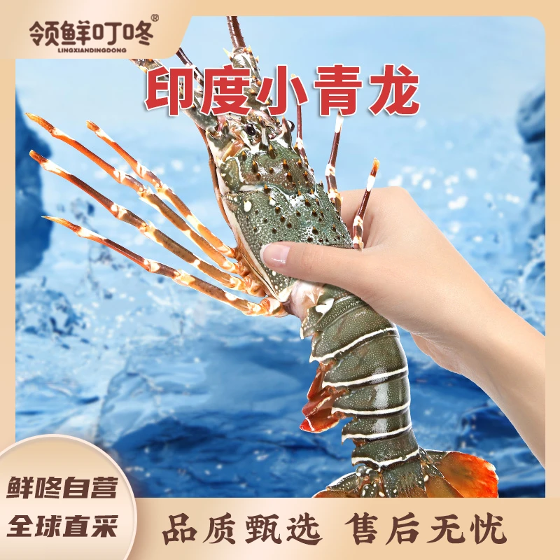 领鲜叮咚 进口印度小青龙 多规格任选  体大壳薄 肉质饱满