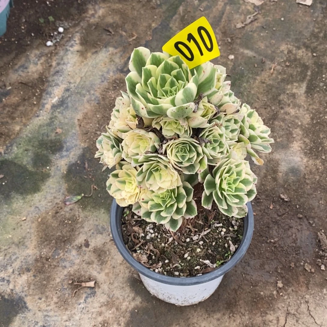 迈巴赫多肉法师010