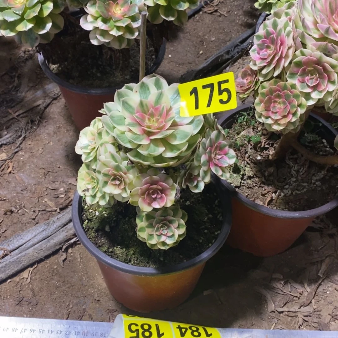 青城多肉法师175