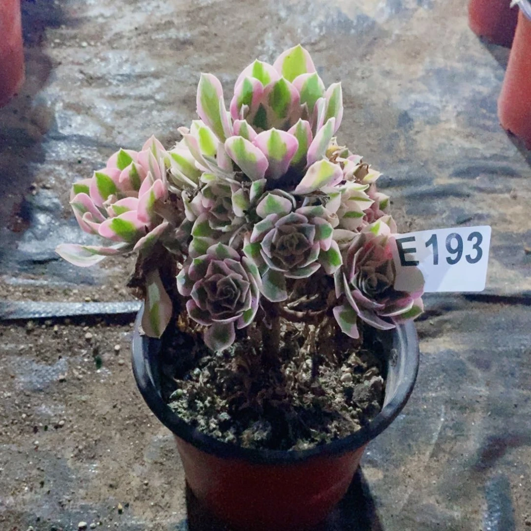 粉女巫多肉法师193