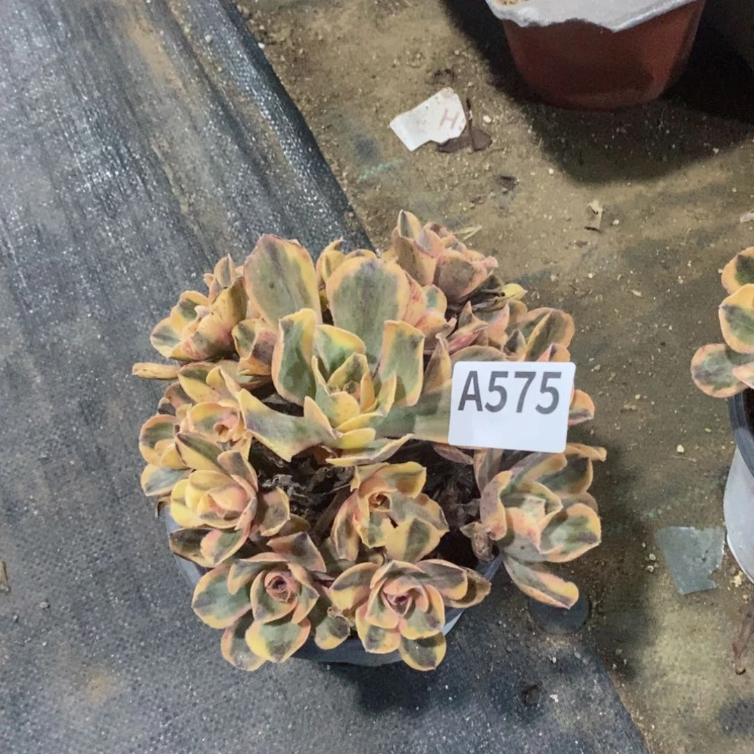 青花瓷多肉法师575