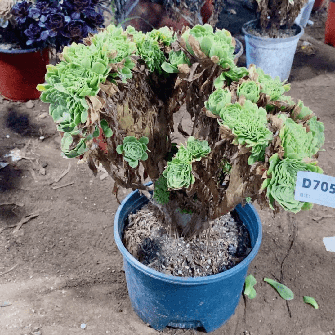 绿羊绒缀多肉法师705