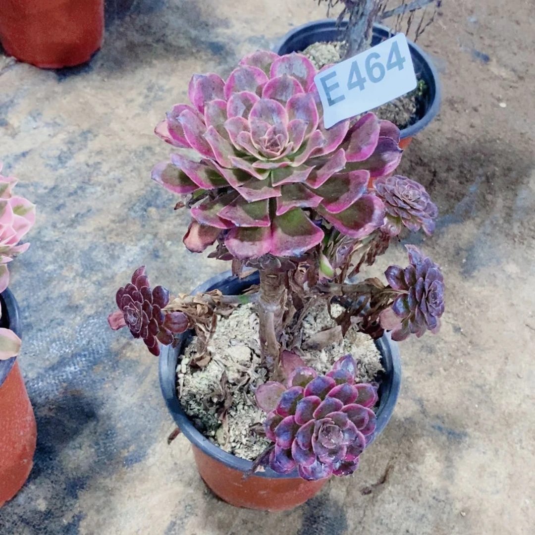 红金刚多肉法师464