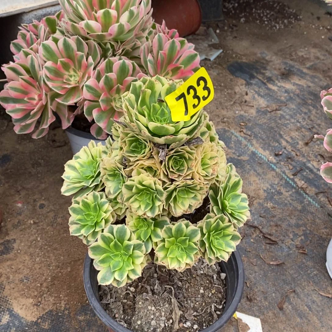 金丝翡翠多肉法师733