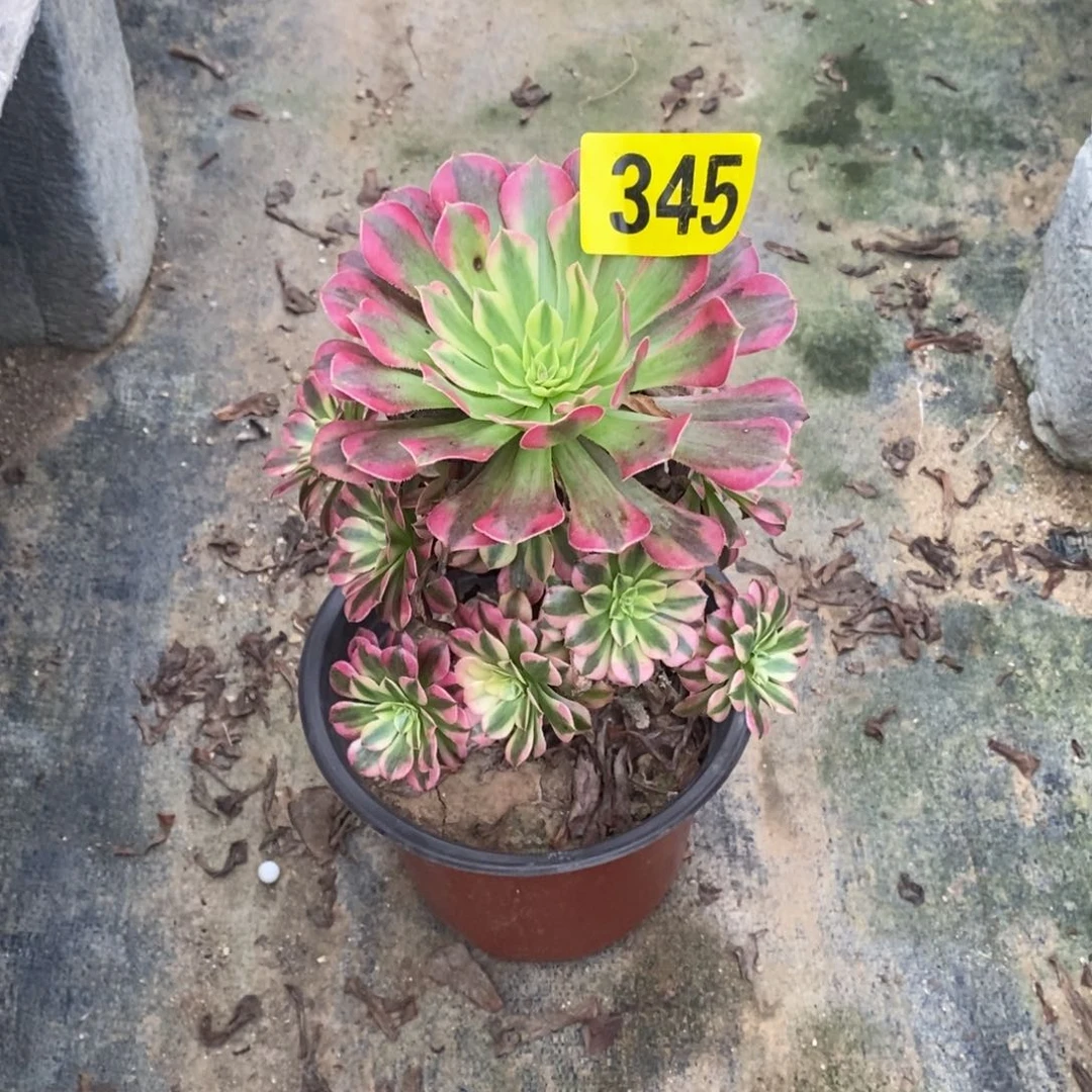 祝融小颗多肉法师345