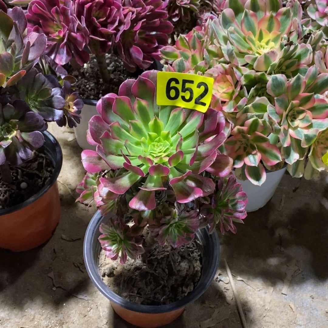 祝融多肉法师652