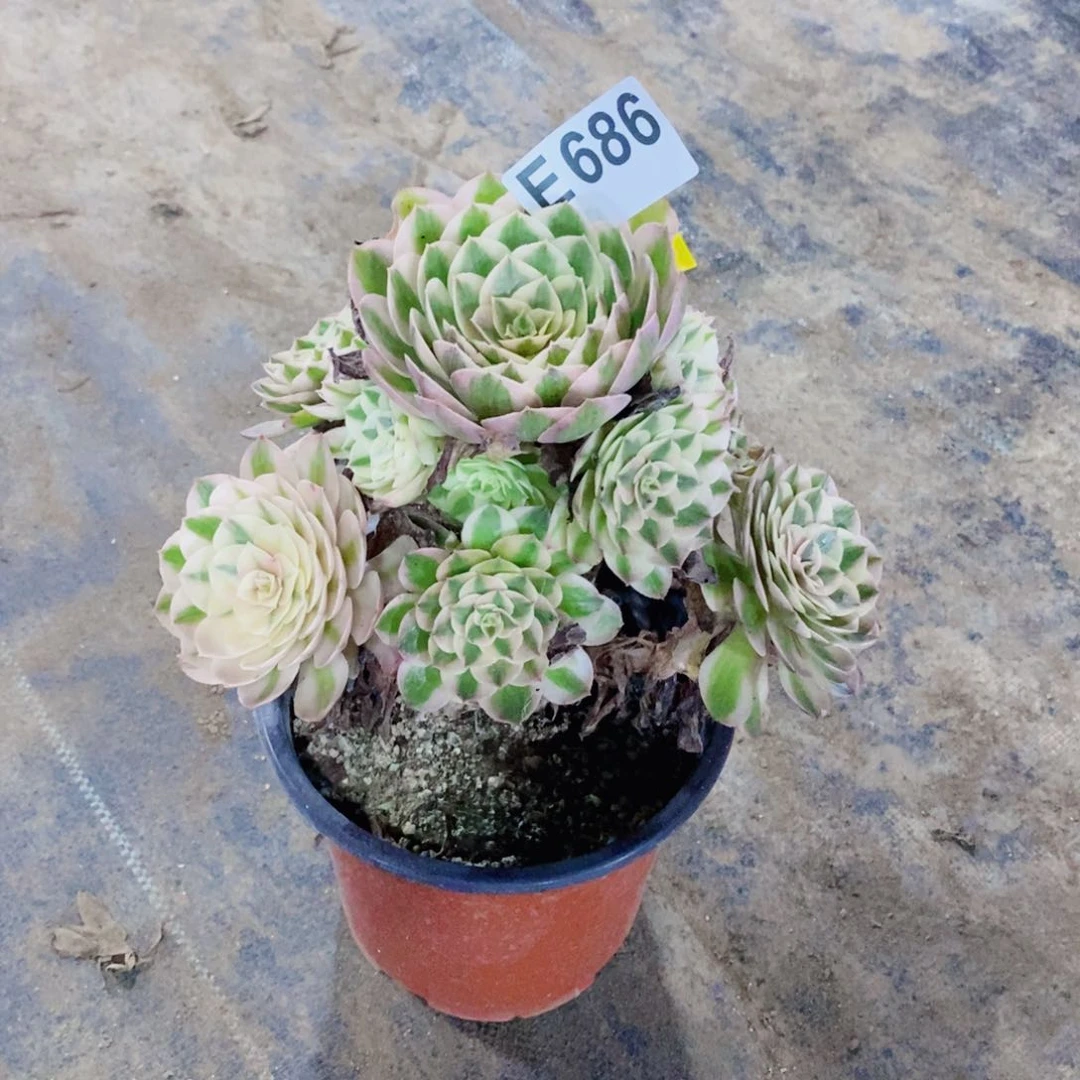 荔枝多肉法师686