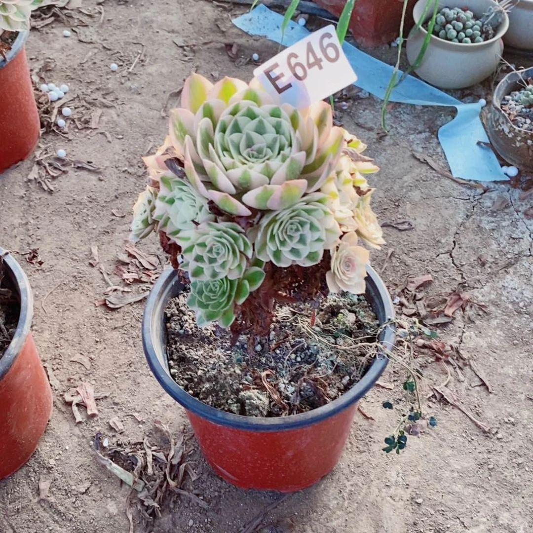 荔枝多肉法师646