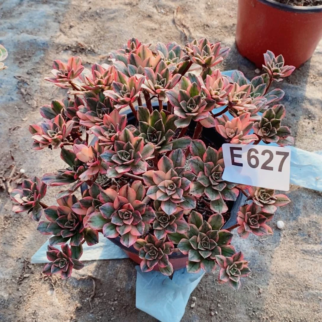 甜茶多肉法师627