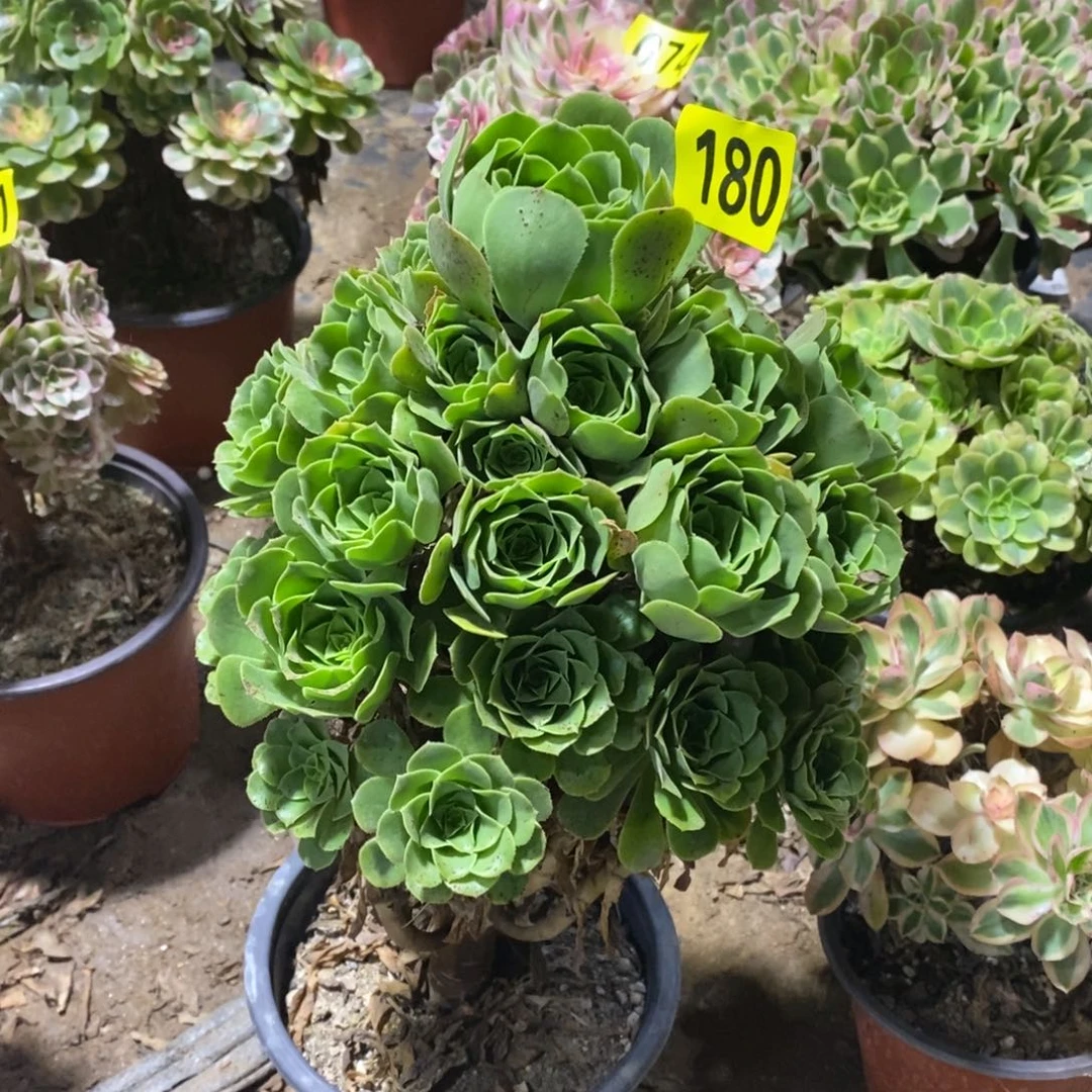 绿杨蓉多肉法师180