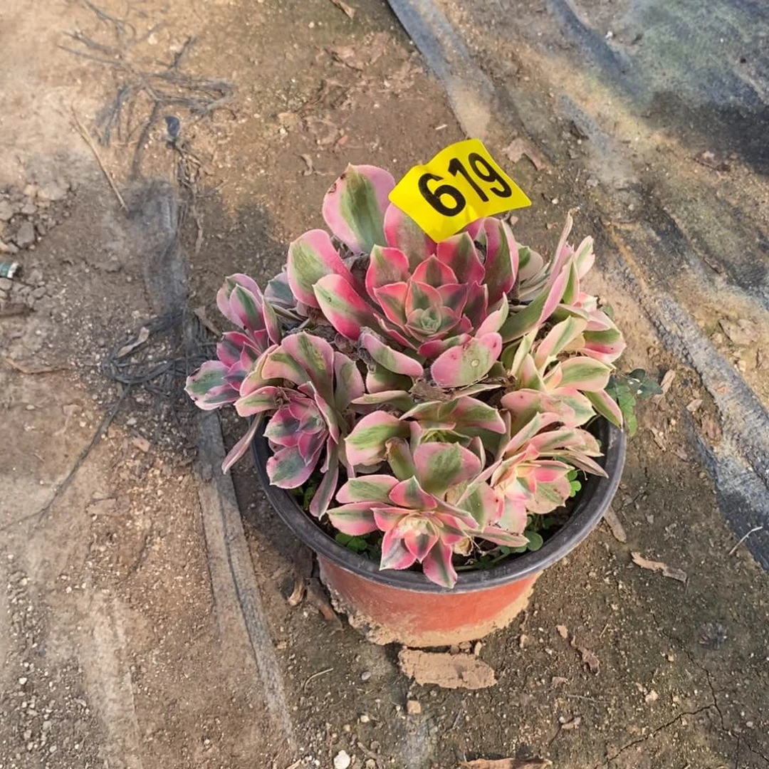 小女巫多肉法师619