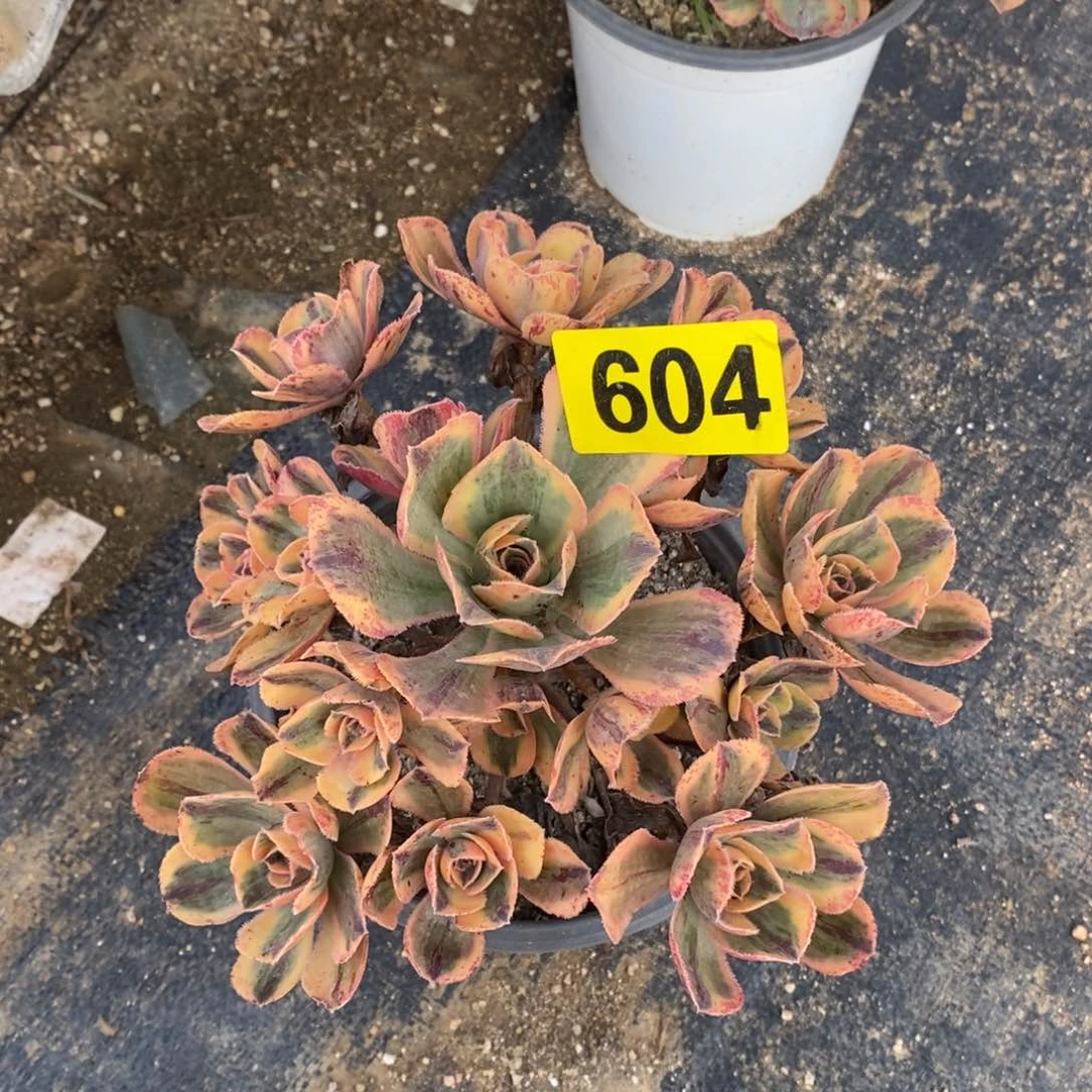 青花瓷多肉法师604