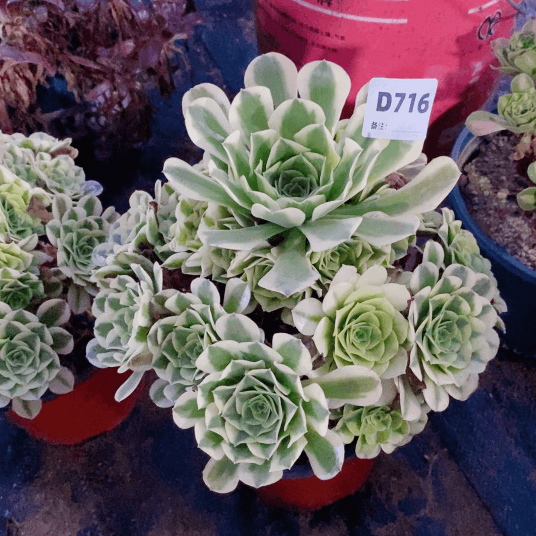 绿豆沙多肉法师716