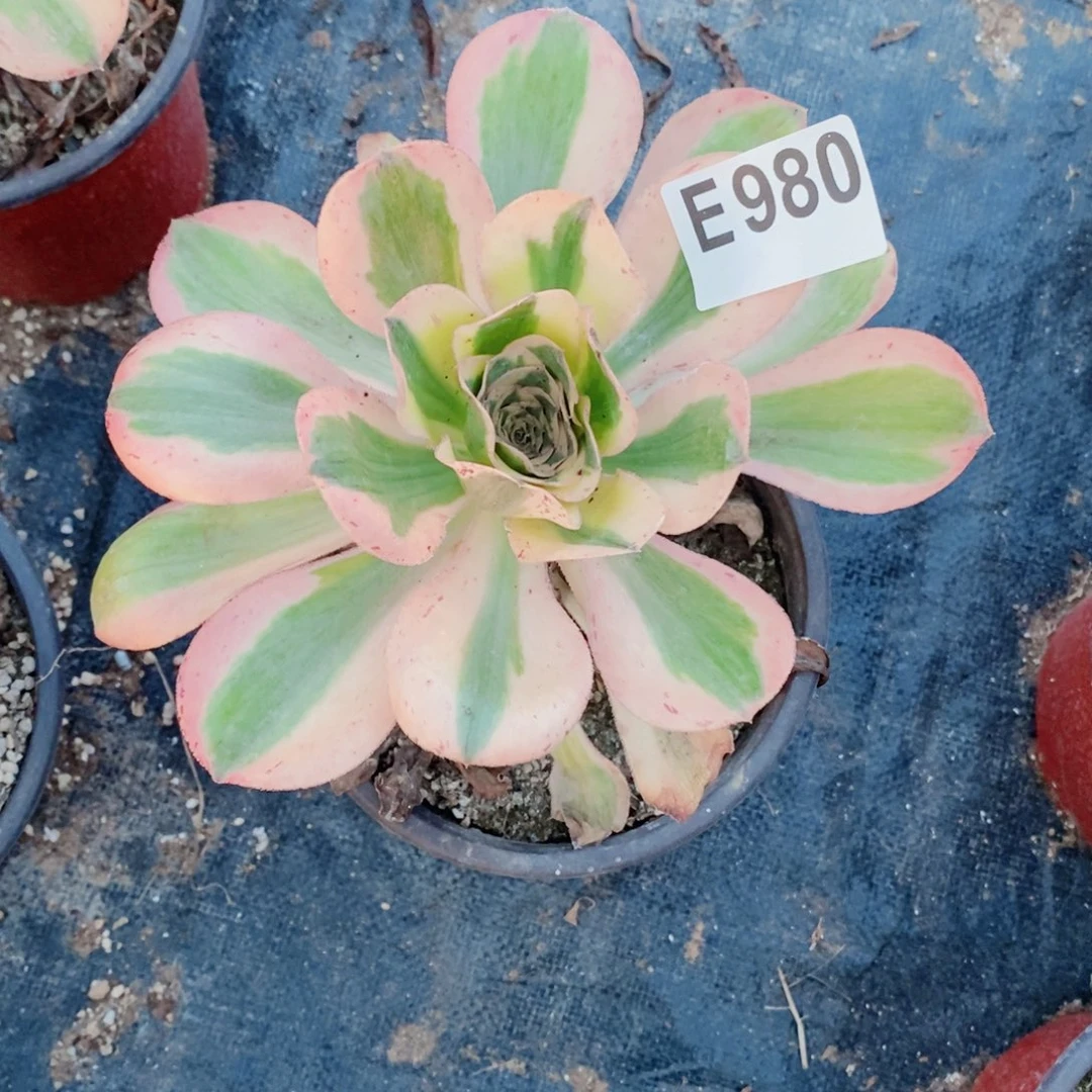 燕姿锦多肉法师980