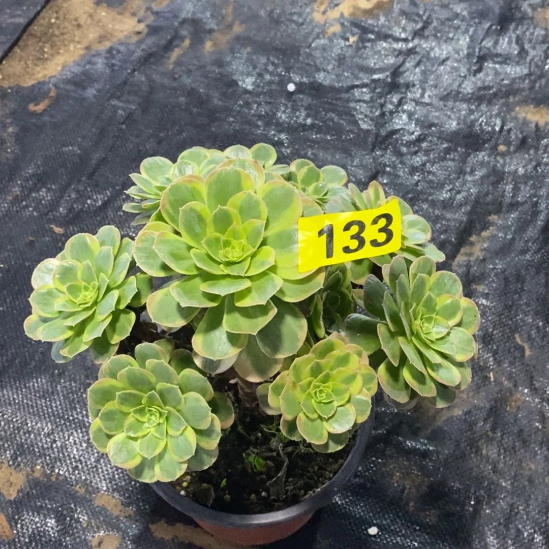 奶白多肉法师133