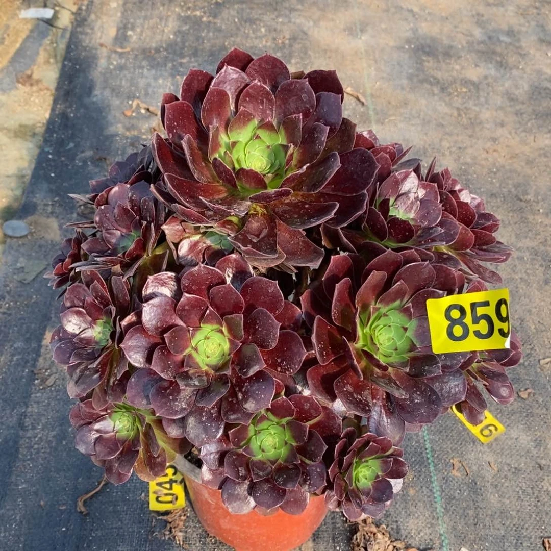 万黑多肉法师859